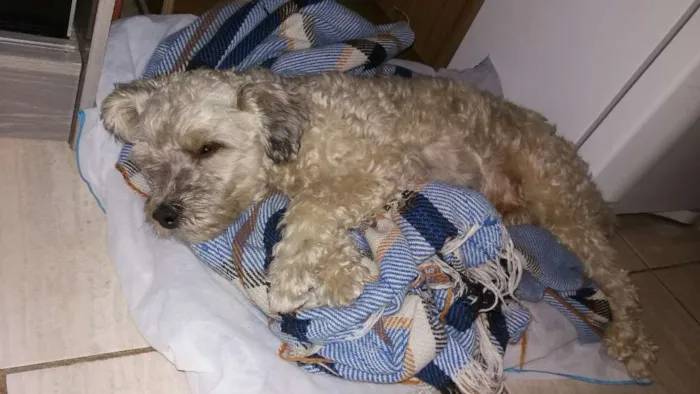 Cachorro ra a srd idade 5 anos nome estopa 