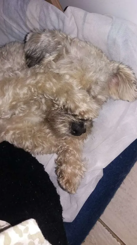 Cachorro ra a srd idade 5 anos nome estopa 