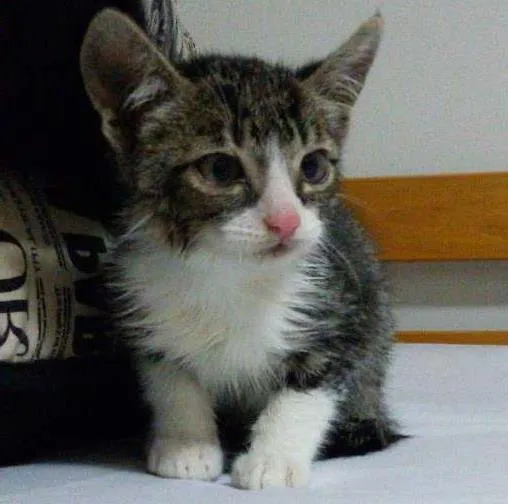 Gato ra a vira lata idade 2 a 6 meses nome chuke