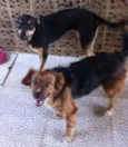 Tibi e Tica
