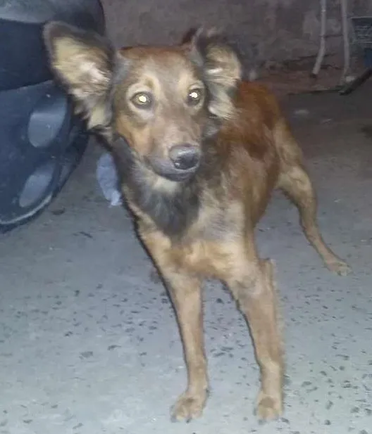 Cachorro ra a  idade 1 ano nome Sasao