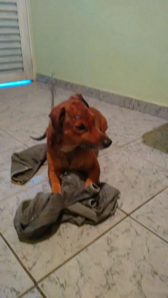 Cachorro ra a vira lata idade 1 ano nome pitoco