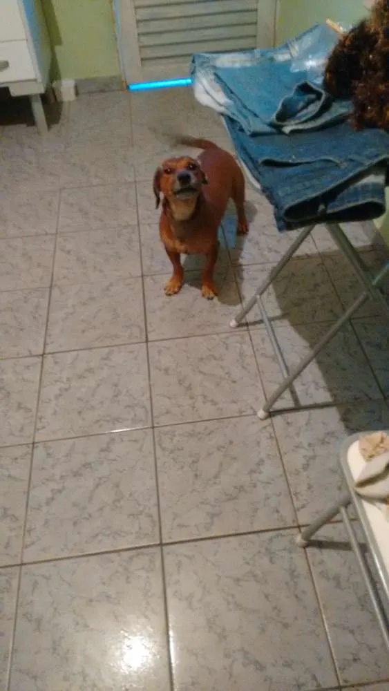 Cachorro ra a vira lata idade 1 ano nome pitoco