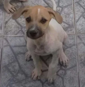 Cachorro raça Não definida idade 2 a 6 meses nome  A