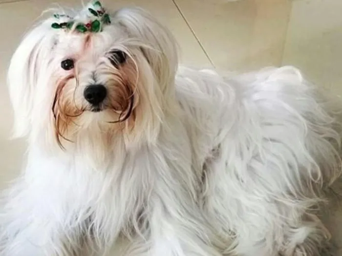 Cachorro ra a Maltês idade 1 ano nome Princesa