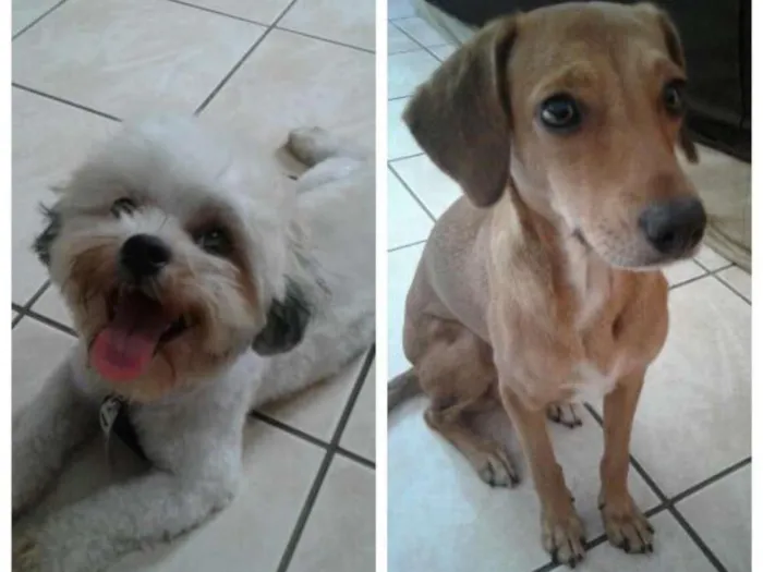 Cachorro ra a SRD idade 2 anos nome Nina e Shitzu