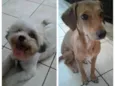 Nina e Shitzu