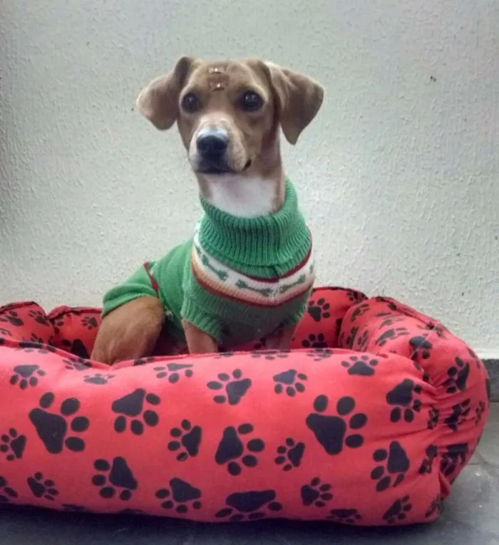 Cachorro ra a Dachshund idade 7 a 11 meses nome Greta