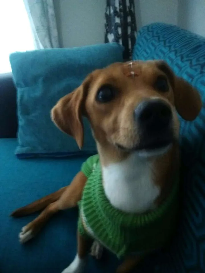 Cachorro ra a Dachshund idade 7 a 11 meses nome Greta