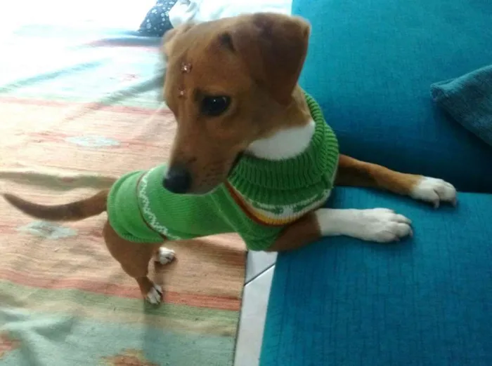Cachorro ra a Dachshund idade 7 a 11 meses nome Greta