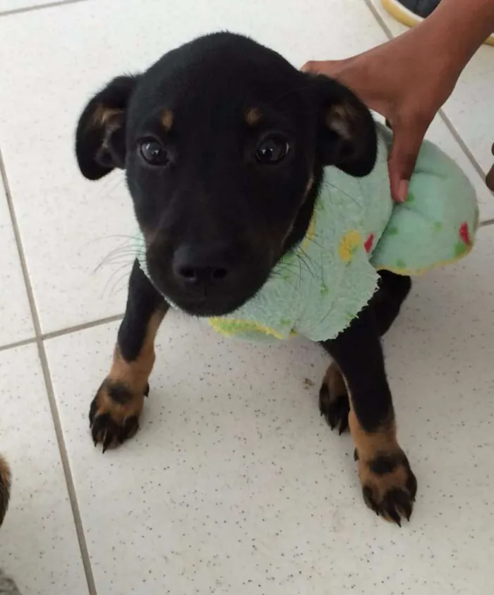 Cachorro ra a SRD  idade 2 a 6 meses nome Ritinha 