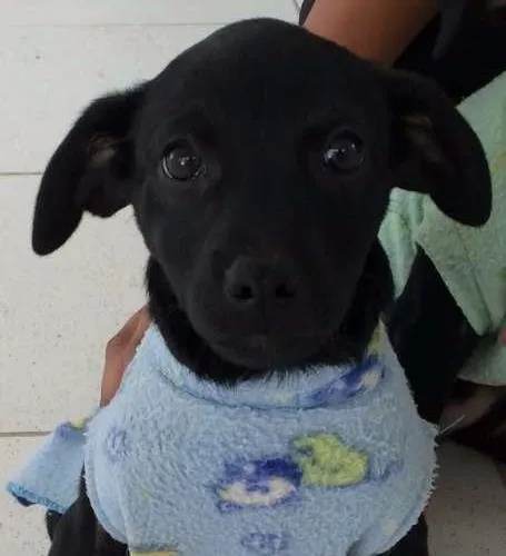 Cachorro ra a SRD  idade 2 a 6 meses nome Aninha 