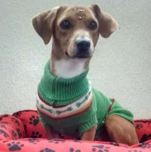 Cachorro raça Dachshund idade 7 a 11 meses nome Greta