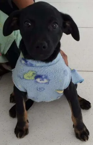 Cachorro raça SRD  idade 2 a 6 meses nome Aninha 