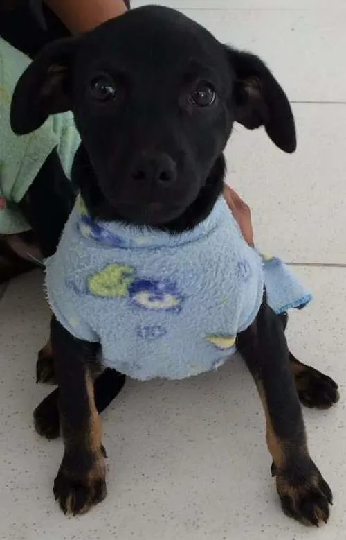 Cachorro ra a SRD  idade 2 a 6 meses nome Aninha 