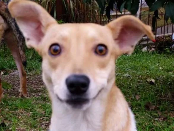 Cachorro ra a SRD idade 2 anos nome Mel