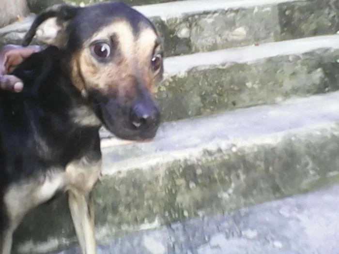 Cachorro ra a mistisa idade 3 anos nome karem