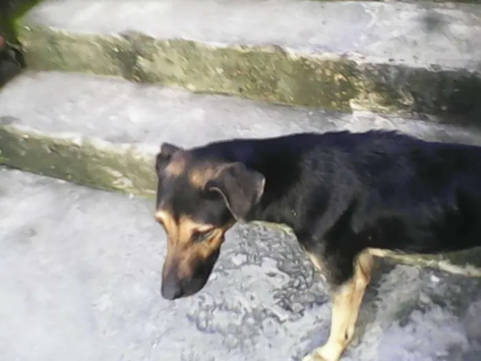 Cachorro ra a mistisa idade 3 anos nome karem