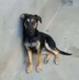 Bella