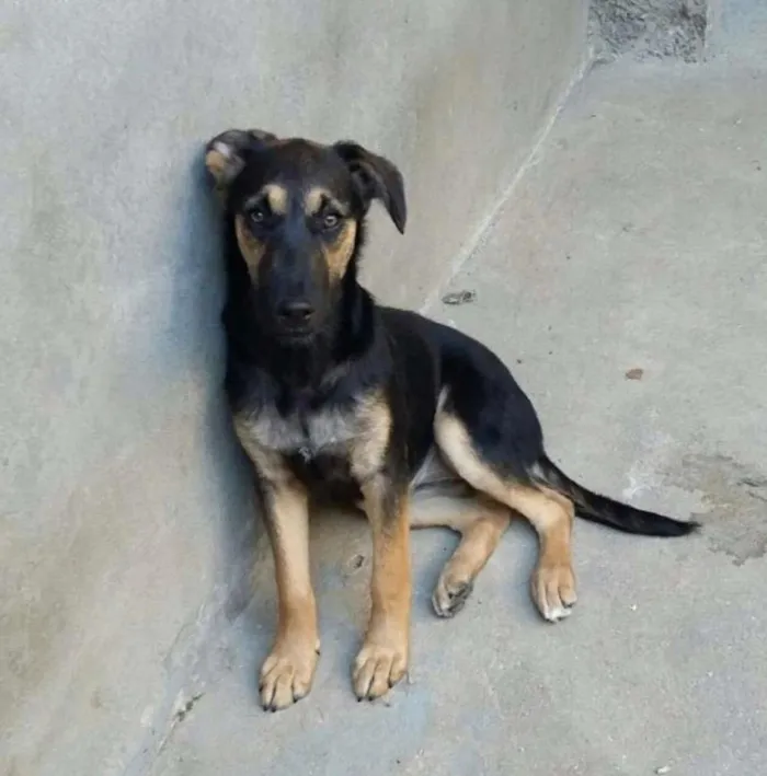 Cachorro ra a SRD idade 7 a 11 meses nome Bella