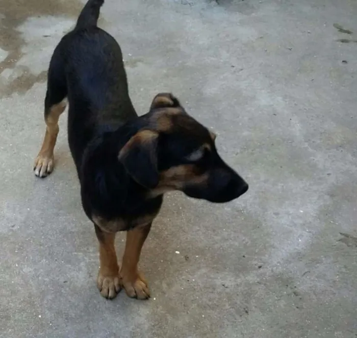 Cachorro ra a SRD idade 7 a 11 meses nome Bella