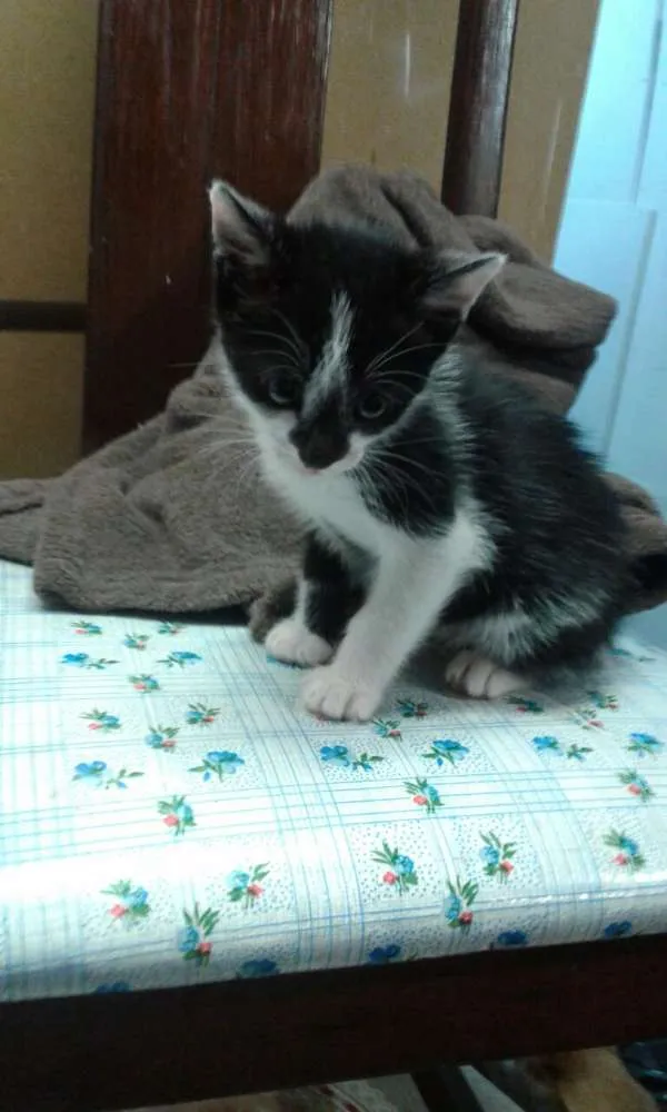 Gato ra a Srd idade Abaixo de 2 meses nome Frajola