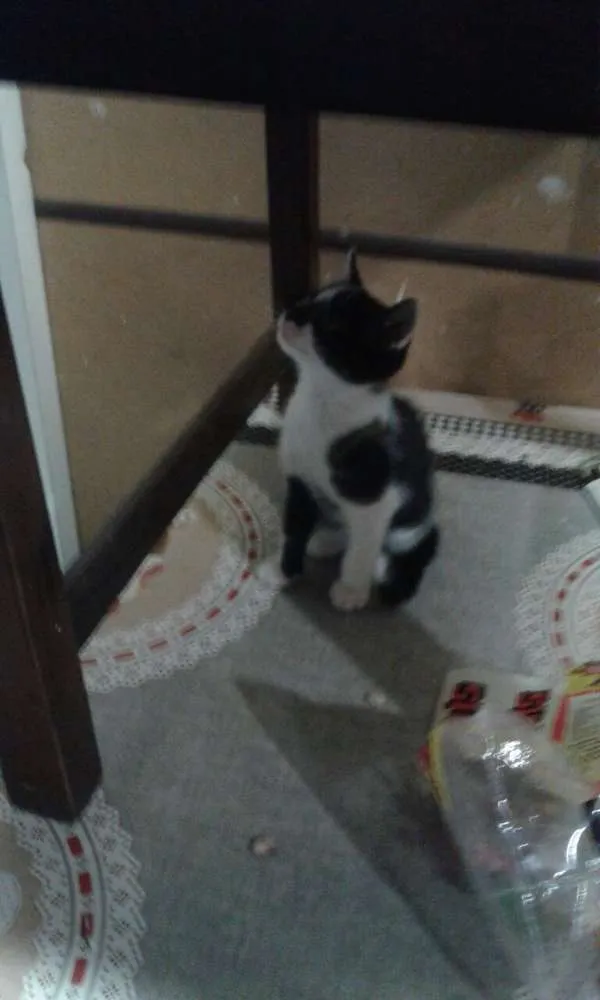 Gato ra a Srd idade Abaixo de 2 meses nome Frajola