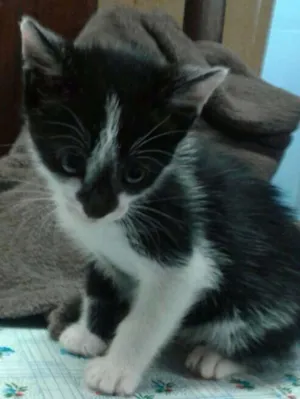Gato raça Srd idade Abaixo de 2 meses nome Frajola