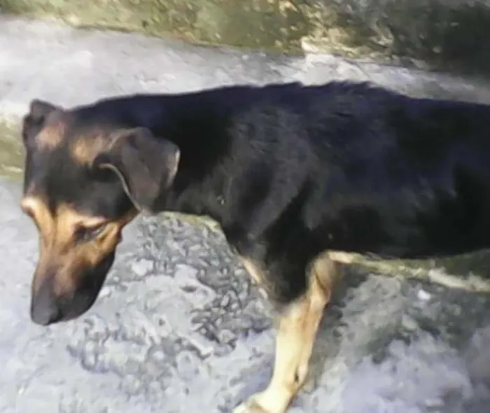 Cachorro ra a mistisa idade 3 anos nome karem