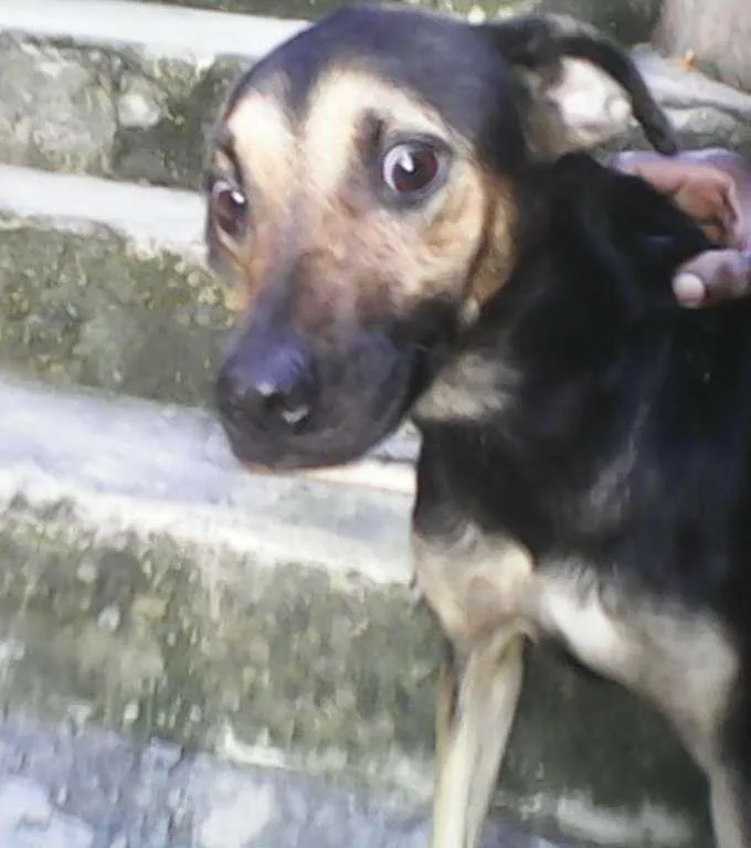 Cachorro ra a mistisa idade 3 anos nome karem