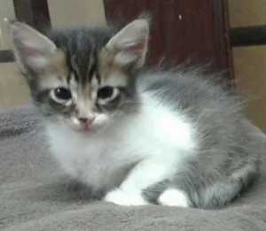 Gato raça srd idade Abaixo de 2 meses nome sem nome rajada