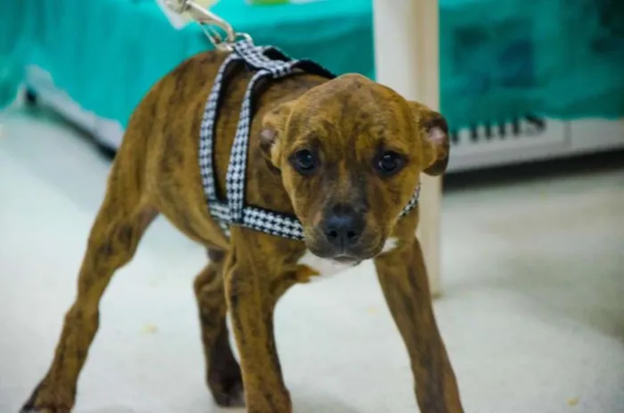 Cachorro ra a srd idade 2 a 6 meses nome 3 machinhos