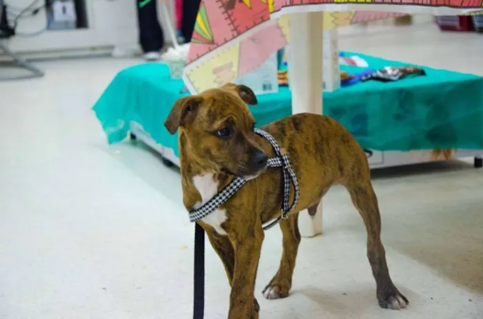Cachorro ra a srd idade 2 a 6 meses nome 3 machinhos