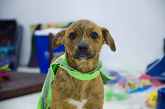 Cachorro ra a srd idade 2 a 6 meses nome 3 machinhos