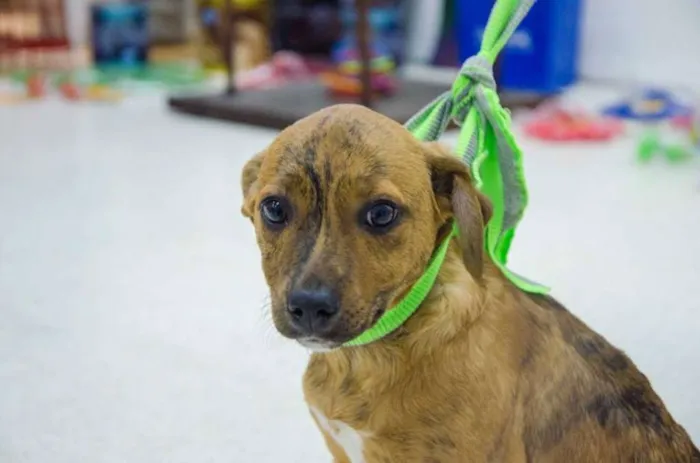 Cachorro ra a srd idade 2 a 6 meses nome 3 machinhos
