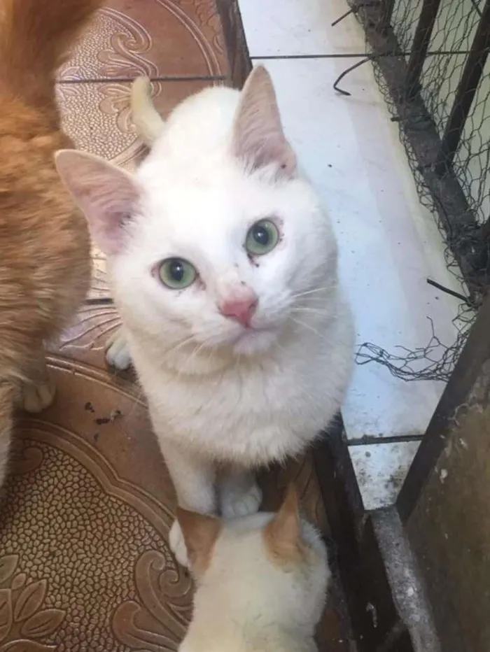 Gato ra a SRD idade 1 ano nome Zé