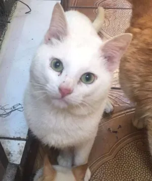 Gato raça SRD idade 1 ano nome Zé