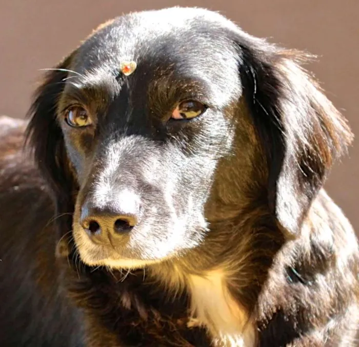 Cachorro ra a  idade 4 anos nome Lorena Pequena