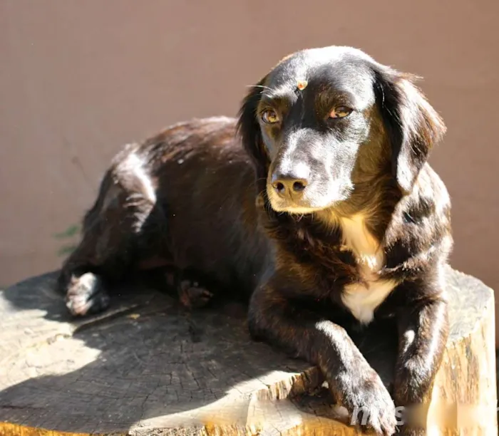 Cachorro ra a  idade 4 anos nome Lorena Pequena