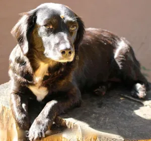 Cachorro raça  idade 4 anos nome Lorena Pequena