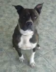 Francesco
