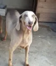 Linda