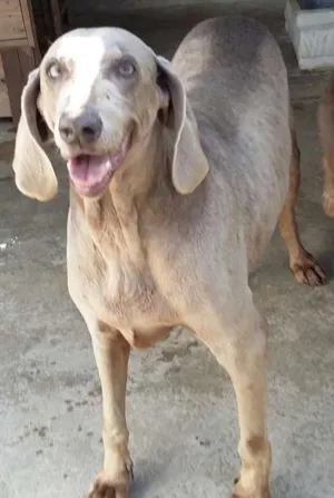 Cachorro raça Weimaraner  idade 3 anos nome Linda