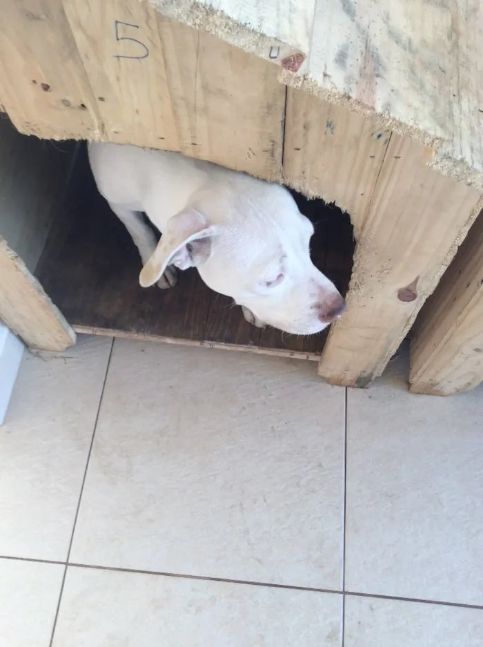 Cachorro ra a Pitbull idade 1 ano nome Lisa