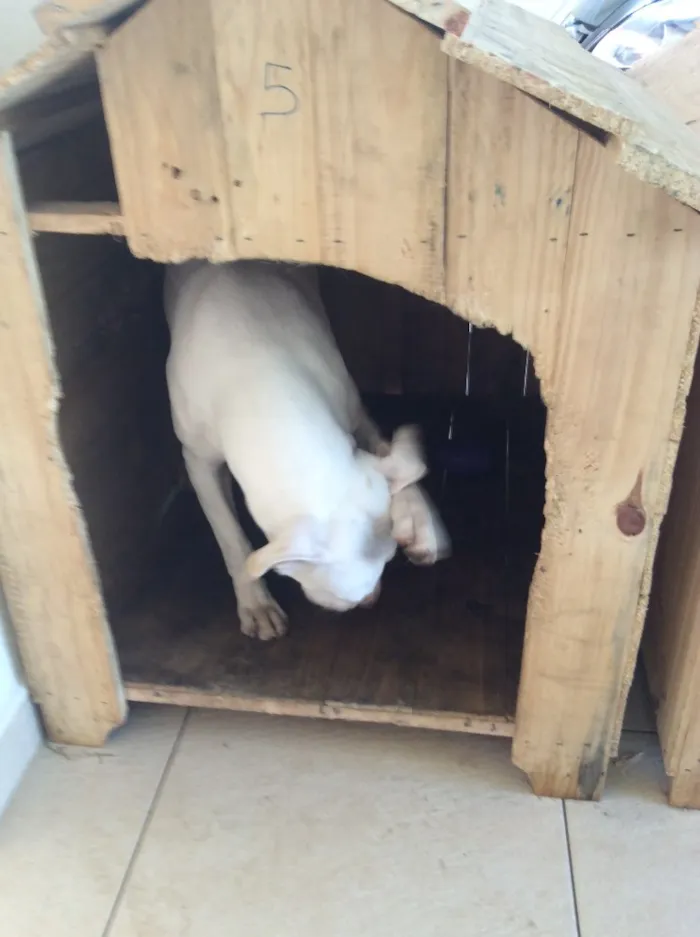 Cachorro ra a Pitbull idade 1 ano nome Lisa