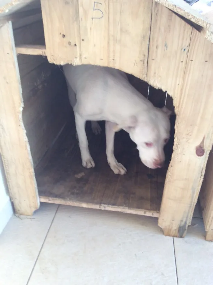 Cachorro ra a Pitbull idade 1 ano nome Lisa