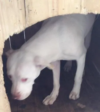 Cachorro ra a Pitbull idade 1 ano nome Lisa