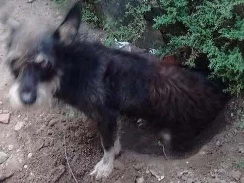 Cachorro ra a Viralata idade 1 ano nome Betoven