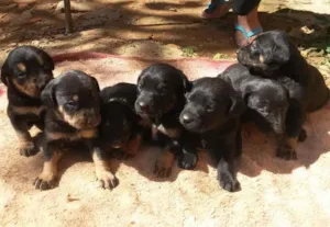 Cachorro raça Vira lata idade Abaixo de 2 meses nome Escolha do novo dono