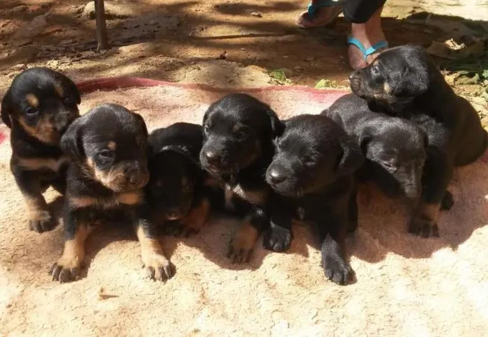 Cachorro ra a Vira lata idade Abaixo de 2 meses nome Escolha do novo dono